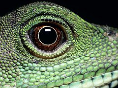 Reptile Close-Up